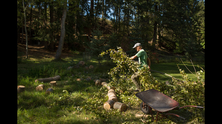 Price clears brush from a cottonwood tree he felled the previous day in the meadow where he's lived for 23 years. He removes one cottonwood each autumn, replacing those trees with evergreens which he says tend not to drop large limbs during storms. Price leases the property for $100 per year.