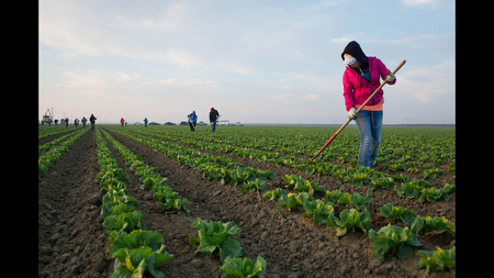 Laborers weed 150 acres of land planted with lettuce near Huron, Calif., for Church Brothers Produce, down from 500 acres the previous year. The grower retained enough credits for water from the previous season to irrigate these 150 acres but not the rest. Credits for unused water can be traded, but in this year's drought they fetch a premium: 'I’m paying four times the usual rate for an acre-foot if I can even get it,' said Josh Ruiz of Church Brothers.