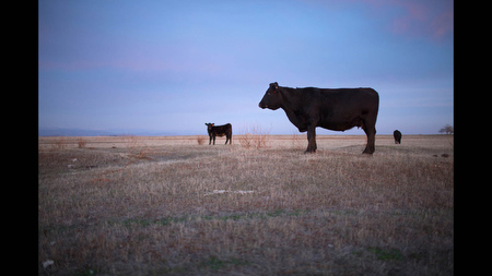 Black Angus beef cattle stand in a dry field in the foothills of the Sierra Nevada range near Le Grand, Calif. on Thursday, Feb. 13, 2014.
