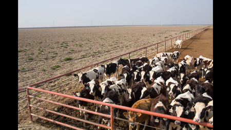 Heifers at Fred Rau Dairy near Fresno, Calif., stand in a pen next to a field kept fallow to conserve water in anticipation of a dry season on Friday, Feb. 14.
