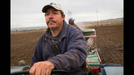Nacho Pinero drives a tractor while planting alfalfa in a 100-acre field he's leasing near the Clifton Court Forebay at the south end of California's Delta on Feb. 15. Pinello's field is in the Byron Bethany Irrigation District, which he says should deliver him enough water to irrigate the crop, potentially creating a windfall since hay prices are high around the state due to drought. 'Most of the time there's no profit' in farming, he said, 'it's just money changing hands. When things like this come, you got a chance to make a little profit.'